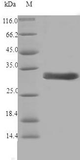 SDS-PAGE separation of QP6920 followed by commassie total protein stain results in a primary band consistent with reported data for Major pollen allergen Cor a 1 isoforms 5