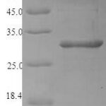 SDS-PAGE separation of QP6921 followed by commassie total protein stain results in a primary band consistent with reported data for 2S albumin. These data demonstrate Greater than 90% as determined by SDS-PAGE.