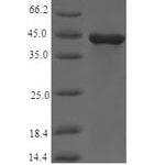 SDS-PAGE separation of QP6926 followed by commassie total protein stain results in a primary band consistent with reported data for Flagellin. These data demonstrate Greater than 90% as determined by SDS-PAGE.