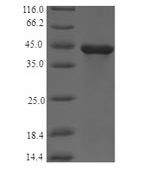 SDS-PAGE separation of QP6926 followed by commassie total protein stain results in a primary band consistent with reported data for Flagellin. These data demonstrate Greater than 90% as determined by SDS-PAGE.