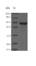 SDS-PAGE separation of QP6926 followed by commassie total protein stain results in a primary band consistent with reported data for Flagellin. These data demonstrate Greater than 90% as determined by SDS-PAGE.