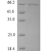 SDS-PAGE separation of QP6933 followed by commassie total protein stain results in a primary band consistent with reported data for MMP13 Protein. These data demonstrate Greater than 90% as determined by SDS-PAGE.