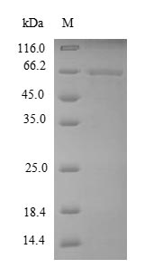 SDS-PAGE separation of QP6933 followed by commassie total protein stain results in a primary band consistent with reported data for MMP13 Protein. These data demonstrate Greater than 90% as determined by SDS-PAGE.
