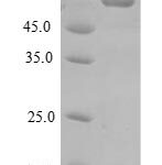 SDS-PAGE separation of QP6934 followed by commassie total protein stain results in a primary band consistent with reported data for DMP1. These data demonstrate Greater than 90% as determined by SDS-PAGE.