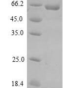 SDS-PAGE separation of QP6934 followed by commassie total protein stain results in a primary band consistent with reported data for DMP1. These data demonstrate Greater than 90% as determined by SDS-PAGE.