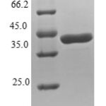 SDS-PAGE separation of QP6935 followed by commassie total protein stain results in a primary band consistent with reported data for NUDT2 / Ap4A hydrolase. These data demonstrate Greater than 80% as determined by SDS-PAGE.