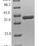 SDS-PAGE separation of QP6935 followed by commassie total protein stain results in a primary band consistent with reported data for NUDT2 / Ap4A hydrolase. These data demonstrate Greater than 80% as determined by SDS-PAGE.