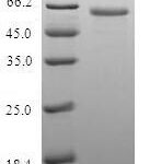 SDS-PAGE separation of QP6936 followed by commassie total protein stain results in a primary band consistent with reported data for LIMS1. These data demonstrate Greater than 80% as determined by SDS-PAGE.