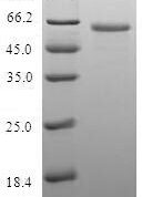 SDS-PAGE separation of QP6936 followed by commassie total protein stain results in a primary band consistent with reported data for LIMS1. These data demonstrate Greater than 80% as determined by SDS-PAGE.