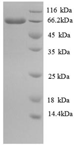 SDS-PAGE separation of QP6937 followed by commassie total protein stain results in a primary band consistent with reported data for Long-chain-fatty-acid--CoA ligase. These data demonstrate Greater than 90% as determined by SDS-PAGE.