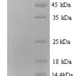 SDS-PAGE separation of QP6941 followed by commassie total protein stain results in a primary band consistent with reported data for Shiga-like toxin 1 subunit B. These data demonstrate Greater than 90% as determined by SDS-PAGE.