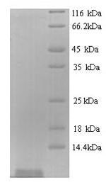 SDS-PAGE separation of QP6941 followed by commassie total protein stain results in a primary band consistent with reported data for Shiga-like toxin 1 subunit B. These data demonstrate Greater than 90% as determined by SDS-PAGE.