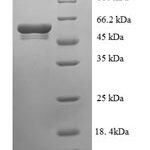 SDS-PAGE separation of QP6950 followed by commassie total protein stain results in a primary band consistent with reported data for Glutamate-pyruvate aminotransferase AlaC. These data demonstrate Greater than 90% as determined by SDS-PAGE.