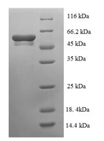 SDS-PAGE separation of QP6950 followed by commassie total protein stain results in a primary band consistent with reported data for Glutamate-pyruvate aminotransferase AlaC. These data demonstrate Greater than 90% as determined by SDS-PAGE.