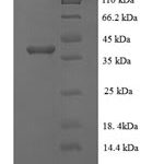 SDS-PAGE separation of QP6952 followed by commassie total protein stain results in a primary band consistent with reported data for Phosphoprotein. These data demonstrate Greater than 90% as determined by SDS-PAGE.