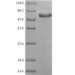 SDS-PAGE separation of QP6964 followed by commassie total protein stain results in a primary band consistent with reported data for Putative proline iminopeptidase. These data demonstrate Greater than 80% as determined by SDS-PAGE.