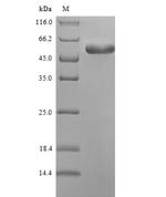 SDS-PAGE separation of QP6964 followed by commassie total protein stain results in a primary band consistent with reported data for Putative proline iminopeptidase. These data demonstrate Greater than 80% as determined by SDS-PAGE.