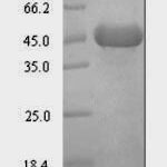 SDS-PAGE separation of QP6965 followed by commassie total protein stain results in a primary band consistent with reported data for Lipid kinase YegS. These data demonstrate Greater than 90% as determined by SDS-PAGE.