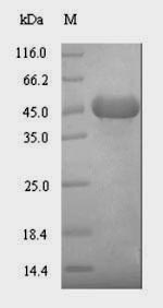 SDS-PAGE separation of QP6965 followed by commassie total protein stain results in a primary band consistent with reported data for Lipid kinase YegS. These data demonstrate Greater than 90% as determined by SDS-PAGE.