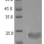 SDS-PAGE separation of QP6967 followed by commassie total protein stain results in a primary band consistent with reported data for Beta-defensin 4. These data demonstrate Greater than 90% as determined by SDS-PAGE.