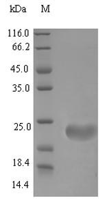 SDS-PAGE separation of QP6967 followed by commassie total protein stain results in a primary band consistent with reported data for Beta-defensin 4. These data demonstrate Greater than 90% as determined by SDS-PAGE.