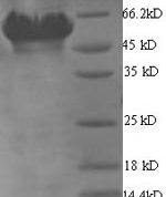 SDS-PAGE separation of QP6981 followed by commassie total protein stain results in a primary band consistent with reported data for Glutamate--tRNA ligase 1. These data demonstrate Greater than 90% as determined by SDS-PAGE.