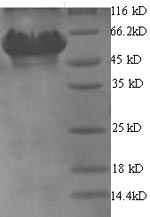 SDS-PAGE separation of QP6981 followed by commassie total protein stain results in a primary band consistent with reported data for Glutamate--tRNA ligase 1. These data demonstrate Greater than 90% as determined by SDS-PAGE.