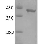 SDS-PAGE separation of QP6989 followed by commassie total protein stain results in a primary band consistent with reported data for Gingipain R2. These data demonstrate Greater than 90% as determined by SDS-PAGE.