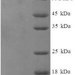 SDS-PAGE separation of QP6991 followed by commassie total protein stain results in a primary band consistent with reported data for Vitellogenin-1. These data demonstrate Greater than 90% as determined by SDS-PAGE.