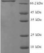 SDS-PAGE separation of QP6991 followed by commassie total protein stain results in a primary band consistent with reported data for Vitellogenin-1. These data demonstrate Greater than 90% as determined by SDS-PAGE.