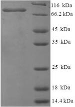 SDS-PAGE separation of QP6991 followed by commassie total protein stain results in a primary band consistent with reported data for Vitellogenin-1. These data demonstrate Greater than 90% as determined by SDS-PAGE.