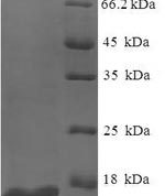 SDS-PAGE separation of QP6995 followed by commassie total protein stain results in a primary band consistent with reported data for PA-I galactophilic lectin. These data demonstrate Greater than 90% as determined by SDS-PAGE.