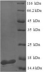 SDS-PAGE separation of QP6995 followed by commassie total protein stain results in a primary band consistent with reported data for PA-I galactophilic lectin. These data demonstrate Greater than 90% as determined by SDS-PAGE.