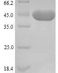 SDS-PAGE separation of QP7000 followed by commassie total protein stain results in a primary band consistent with reported data for 46 kDa surface antigen. These data demonstrate Greater than 86.9% as determined by SDS-PAGE.