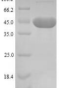 SDS-PAGE separation of QP7000 followed by commassie total protein stain results in a primary band consistent with reported data for 46 kDa surface antigen. These data demonstrate Greater than 86.9% as determined by SDS-PAGE.
