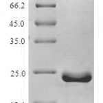 SDS-PAGE separation of QP7005 followed by commassie total protein stain results in a primary band consistent with reported data for Apoptosis regulator BHRF1. These data demonstrate Greater than 80% as determined by SDS-PAGE.