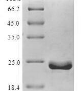SDS-PAGE separation of QP7005 followed by commassie total protein stain results in a primary band consistent with reported data for Apoptosis regulator BHRF1. These data demonstrate Greater than 80% as determined by SDS-PAGE.