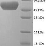 SDS-PAGE separation of QP7007 followed by commassie total protein stain results in a primary band consistent with reported data for Periplasmic serine endoprotease DegP. These data demonstrate Greater than 90% as determined by SDS-PAGE.