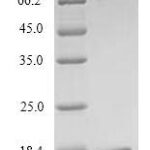 SDS-PAGE separation of QP7012 followed by commassie total protein stain results in a primary band consistent with reported data for Thioredoxin-2. These data demonstrate Greater than 90% as determined by SDS-PAGE.