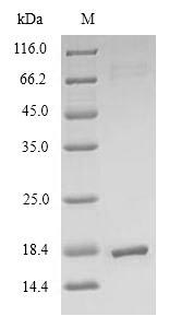 SDS-PAGE separation of QP7012 followed by commassie total protein stain results in a primary band consistent with reported data for Thioredoxin-2. These data demonstrate Greater than 90% as determined by SDS-PAGE.