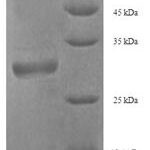 SDS-PAGE separation of QP7014 followed by commassie total protein stain results in a primary band consistent with reported data for PMP2 / FABP8. These data demonstrate Greater than 90% as determined by SDS-PAGE.