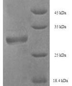 SDS-PAGE separation of QP7014 followed by commassie total protein stain results in a primary band consistent with reported data for PMP2 / FABP8. These data demonstrate Greater than 90% as determined by SDS-PAGE.