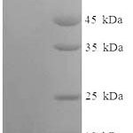 SDS-PAGE separation of QP7016 followed by commassie total protein stain results in a primary band consistent with reported data for Heat-labile enterotoxin B chain. These data demonstrate Greater than 90% as determined by SDS-PAGE.