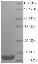 SDS-PAGE separation of QP7016 followed by commassie total protein stain results in a primary band consistent with reported data for Heat-labile enterotoxin B chain. These data demonstrate Greater than 90% as determined by SDS-PAGE.