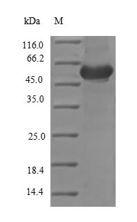 SDS-PAGE separation of QP7020 followed by commassie total protein stain results in a primary band consistent with reported data for Ovoinhibitor. These data demonstrate Greater than 90% as determined by SDS-PAGE.