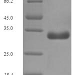 SDS-PAGE separation of QP7022 followed by commassie total protein stain results in a primary band consistent with reported data for F17 fimbrial protein. These data demonstrate Greater than 90% as determined by SDS-PAGE.