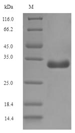 SDS-PAGE separation of QP7022 followed by commassie total protein stain results in a primary band consistent with reported data for F17 fimbrial protein. These data demonstrate Greater than 90% as determined by SDS-PAGE.