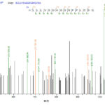 SEQUEST analysis of LC MS/MS spectra obtained from a run with QP7024 identified a match between this protein and the spectra of a peptide sequence that matches a region of Latent membrane protein 1.