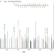 SEQUEST analysis of LC MS/MS spectra obtained from a run with QP7024 identified a match between this protein and the spectra of a peptide sequence that matches a region of Latent membrane protein 1.