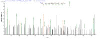 SEQUEST analysis of LC MS/MS spectra obtained from a run with QP7024 identified a match between this protein and the spectra of a peptide sequence that matches a region of Latent membrane protein 1.